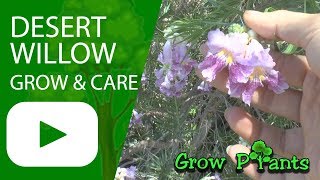 Desert willow  growing amp care Chilopsis linearis [upl. by Lamprey]