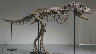 76 millionyearold Gorgosaurus skeleton to be auctioned [upl. by Gnihc]