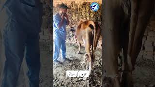 Entritis  Anorexia  Tympany  Bloat foryou cow vet cowdisease animals [upl. by Arok]