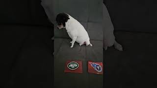 Jets vs Titans nfl nflfootball nflpredictions week2 newyorkjets tennesseetitans dog [upl. by Randall]