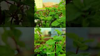 Refreshing Pudina Plant Care Tips  🌱 shorts gardening [upl. by Iuqcaj864]