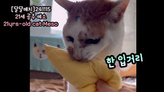 21세 고양이 메소메소는 마따따비 좋아해Cat luvs matatabi cat 고양이 [upl. by Tocs]