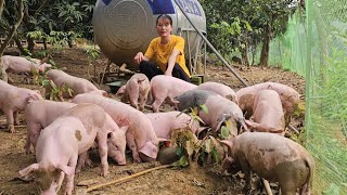 Small farm Raising pigs and chickens Country life Episode 163 [upl. by Anaoy121]