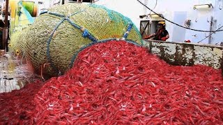 How Shrimp Are Caught and Processed From Farm to The Shrimp Processing Factory Catch Big Lobster [upl. by Sheppard830]