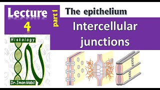 4a Intercellular junctions Part1HistologyEpitheliumFirst year [upl. by Enileuqkcaj]