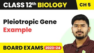 Pleiotropic Gene Example  Principles of Inheritance and Variation  Class 12 202223 [upl. by Kenwrick]