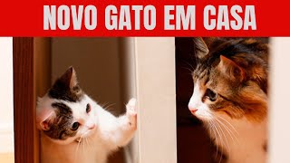 ADAPTAÇÃO de GATOS Você está falhando MISERAVELMENTE [upl. by Wanids]