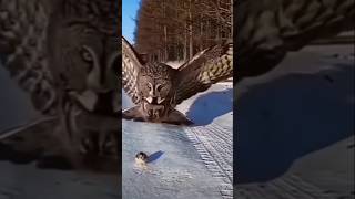 Owl rat per attack Kiyashortviralvideo [upl. by Nirda]