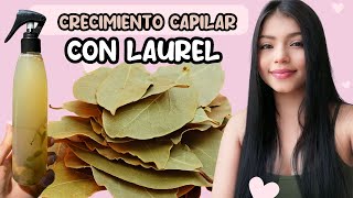 Tónico de hojas de laurel para el cabello ANTICASPAANTIGRASAANTICAÍDA Y CRECIMIENTO😍 [upl. by Azalea]