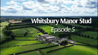 Be A Part Of It Breeding In Britain Episode 5  Whitsbury Manor Stud [upl. by Kcirdez]