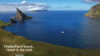 Hiddenfjord FARMED Faroe Island Salmon Sold as Wild [upl. by Ainex]