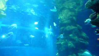 London Sea Life Aquarium area and inside [upl. by Ellenyl]