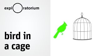 Explore afterimages and make your own Bird in a Cage Full Video  Science Snacks [upl. by Baniez]