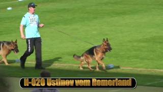 2010 SV BSZS NKGR part 12 Ustinov vom Romerland HD [upl. by Malvin]