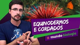 🐍 Zoologia 56 Equinodermos e Cordados  Biologia  ENEM [upl. by Ycul]