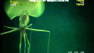 Magnapinna Squid Filmed at Drilling Site [upl. by Lleze]