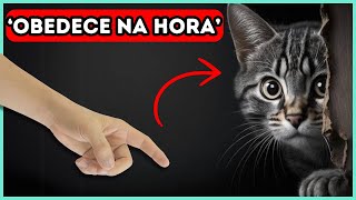 Faça Seu Gato OBEDECER Com Esse Truque SIMPLES [upl. by Spancake]