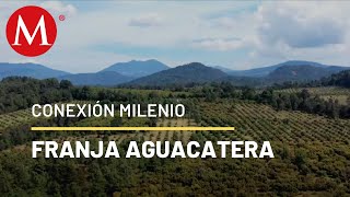 Aguacateros mexicanos reforestan bosques en Michoacán  Conexión Milenio [upl. by Enimrej]