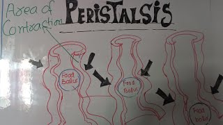 Easy lecture about peristalsis by Lecturer Rizwana Naseem biology [upl. by Esereht]