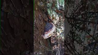 Fomitopsis pinicola Red belted conk [upl. by Yendahc]