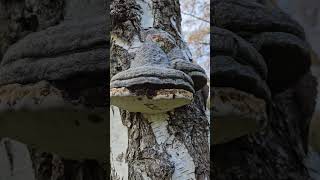 The Hoof Fungus or the Tinder Bracket 🤔 [upl. by Lleraj]