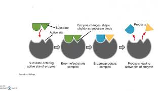 Cell Metabolism Free Energy Exergonic Endergonic [upl. by Beltran]