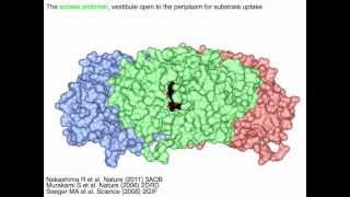 Multidrug transporter AcrB transport mechanism with sound [upl. by Lytle]