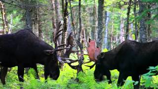 Combat dorignaux Auberge de Montagne Moose fight Canada [upl. by Sergeant]