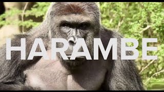 HARAMBE Meme Explosion Explained [upl. by Attiuqram]