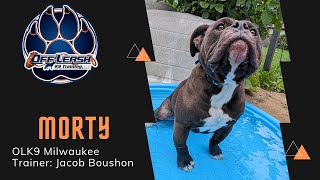 1 year old Old English Bulldog “Morty”  Stubborn Bully  Milwaukee Dog Trainers [upl. by Sudnac890]