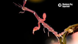 The Microscopic Marvel of The Skeleton Shrimp  The Critter Corner [upl. by Berkman]