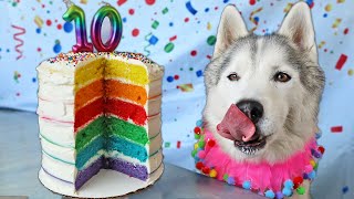 How To Make a Rainbow Birthday Cake For Dogs 🌈 DIY Dog Treats [upl. by Akiemehs]