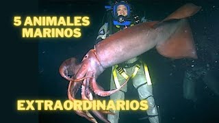 5 Animales Marinos mas raros y peligrosos 2 [upl. by Borman]