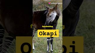 The Mysterious Okapi Natures Enigmaytshorts [upl. by Tips]