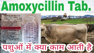 Amoxirum Bolus Uses in Hindi [upl. by Esoj]