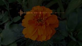 금잔화가 피어날 그 순간을🌻 Early Eyes  Marigolds [upl. by Inavoy171]