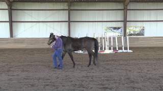 Thoroughbreds for All 2014Boyd Martin Linda Zang and Jen Roytz OTTB Evaluations InHand [upl. by Llerrat]