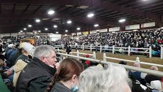 120000 HIGHEST SELLING DRAFT HORSE OF ALL TIME  Gh Macy Gordyville [upl. by Diaz]