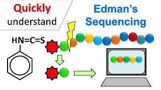 Edman degradation  Edman Sequencing [upl. by Hidie]