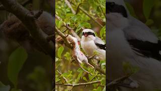 The Savage and Cunning Tactics of Shrikes Natures Impalers shrike [upl. by Wilson]