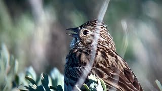 Vesper Sparrow Singing in Yellowstone [upl. by Nirehs288]