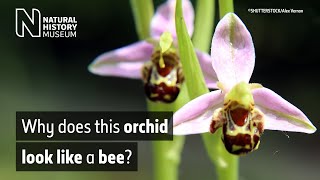 The bee orchid Ophrys apifera  Natural History Museum [upl. by Edithe]