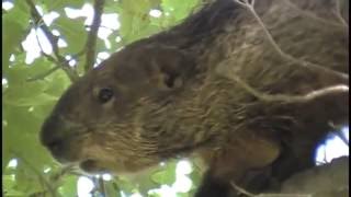 How to Control Gophers and Groundhogs Woodchucks in the Garden Q and A [upl. by Nwadahs]