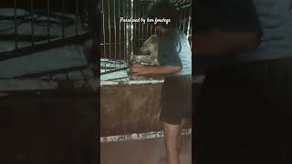 Forelegs paralysed with multiple injuries🐾safe in our care now youtubeshorts helpstrays dog [upl. by Ha195]