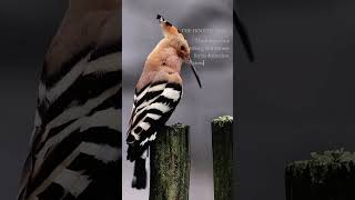 The hoopoe is a striking bird known for its distinctive crown of feathers and vibrant orange black [upl. by Czarra]