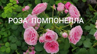 РОЗА ПОМПОНЕЛЛА Pomponella Kordes 2005 обзор [upl. by Tymon89]