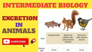 EXCRETION in Animals 2nd Year Biology [upl. by Korie175]