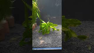 aquascape aquarium aquatic daurhidup [upl. by Leima]