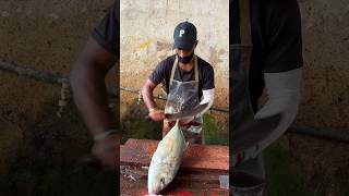 Amazing Best Fish Slicer You will Ever see [upl. by Winne853]