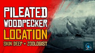 Red Dead Redemption 2  Pileated Woodpecker Location Spawn Location [upl. by Hime]